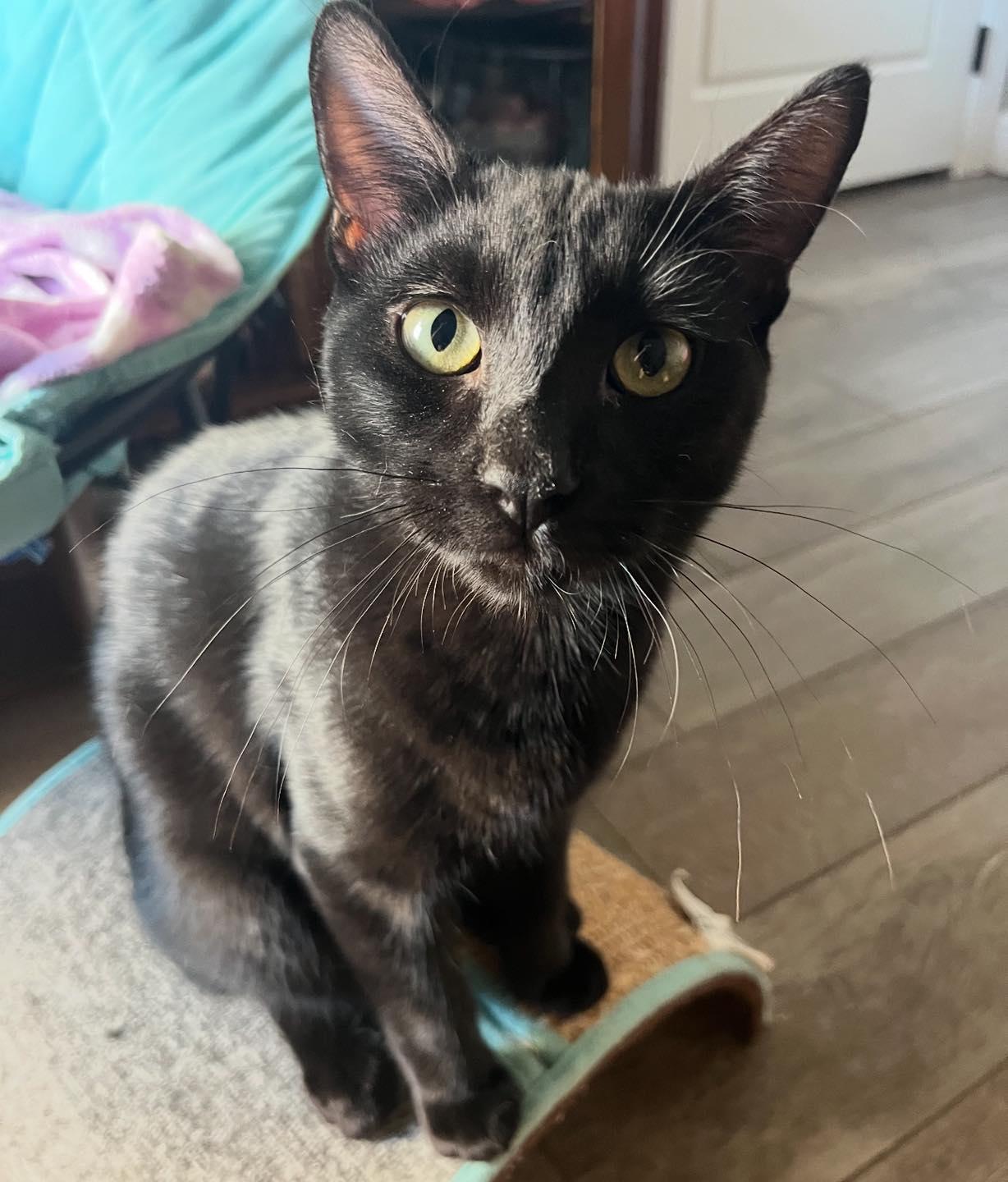 Pudding, adopted, Young Male Domestic Short Hair.