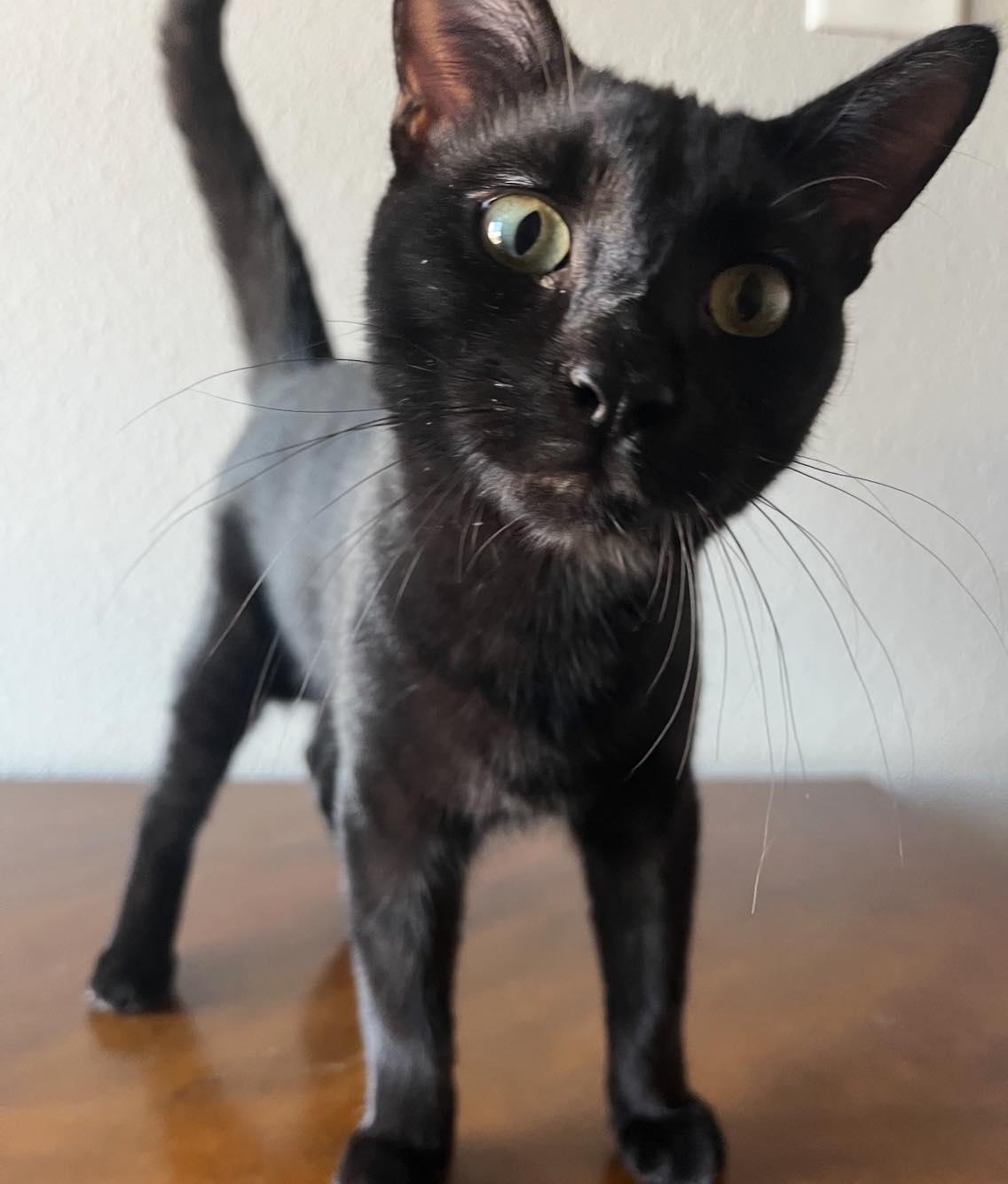 Pudding, an adopted Domestic Short Hair in Midland, TX image 2/2