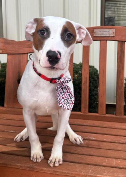 Larry, ADOPTABLE, Adult Male Terrier.