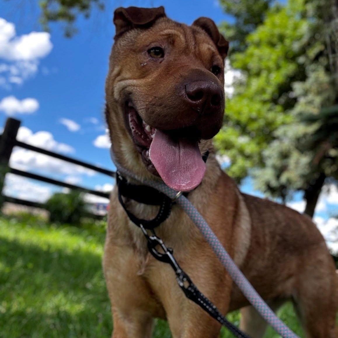 Tatum, ADOPTABLE, Adult Female Shar-Pei.