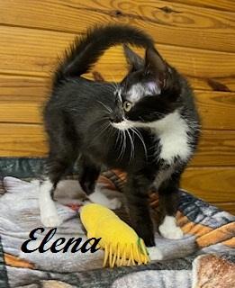 Enlarge Elena, a Adoptable Tuxedo in Raleigh, NC image 3/5