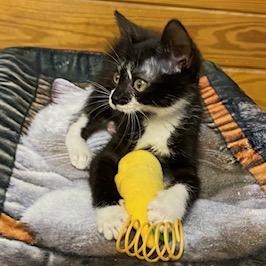 Elena, Adoptable, Kitten Female Tuxedo.