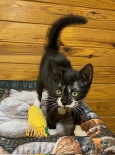 Enlarge Elena, a Adoptable Tuxedo in Raleigh, NC image 2/5