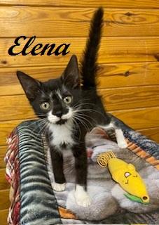 Enlarge Elena, a Adoptable Tuxedo in Raleigh, NC image 5/5