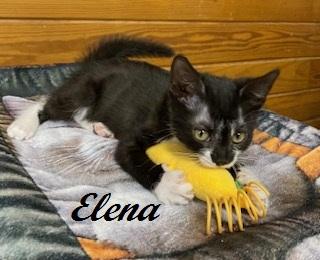 Enlarge Elena, a Adoptable Tuxedo in Raleigh, NC image 4/5