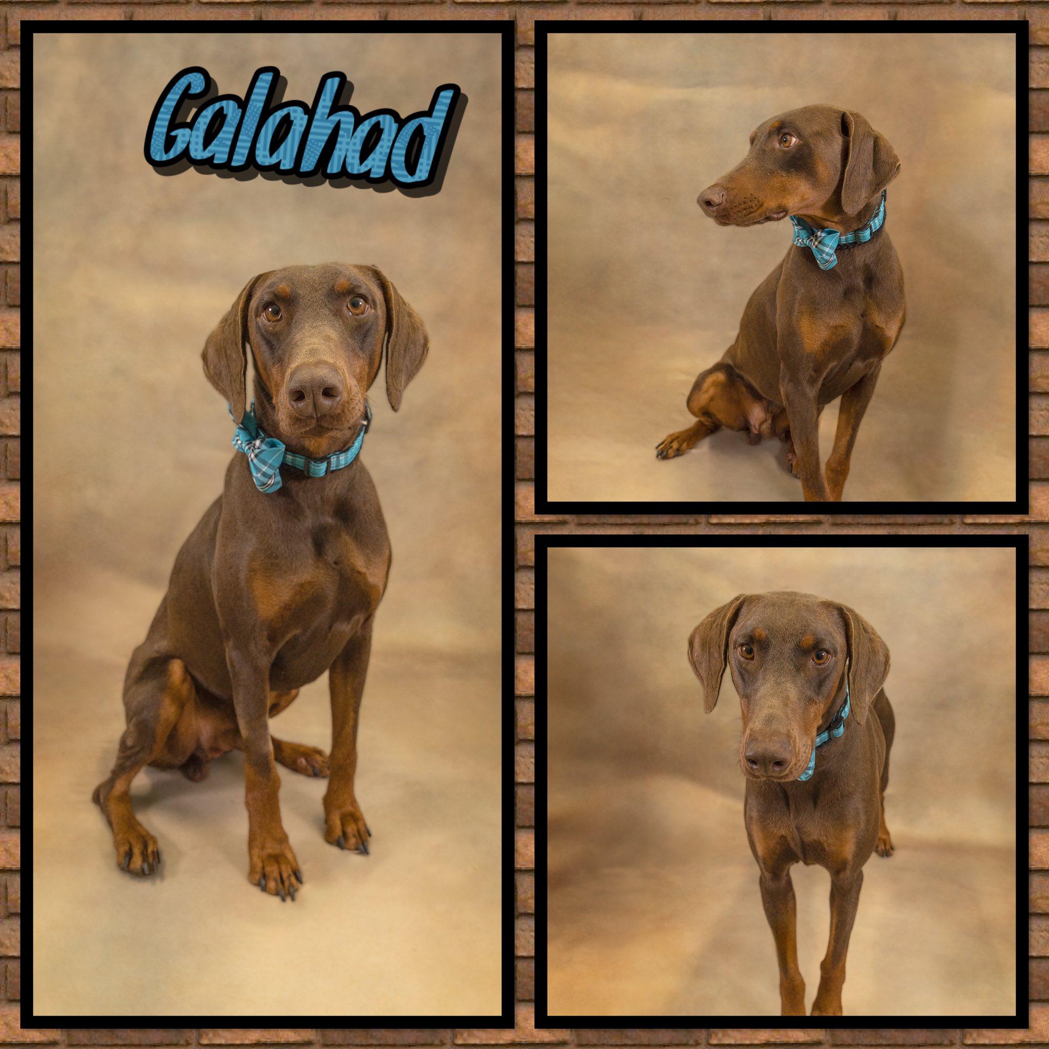 Galahad, adopted, Adult Male Doberman Pinscher.