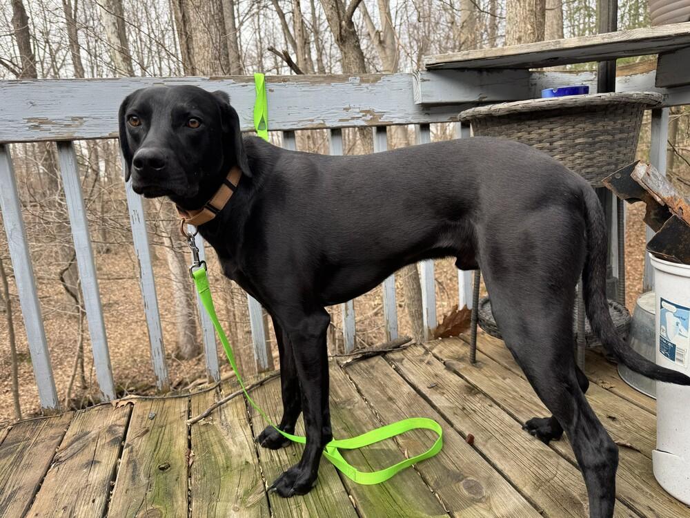 Wallen (aka Bubby), Adoptable, Adult Male Mixed Breed.