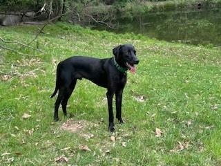 Enlarge Wallen (aka Bubby), a Adoptable mixed breed in Cloverdale, IN image 2/2
