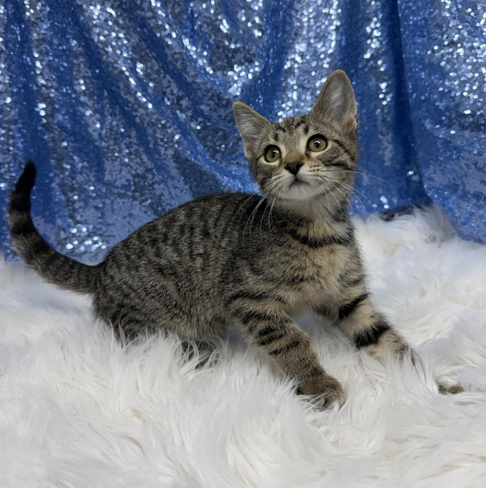 Enlarge Gus, a Adoptable Domestic Short Hair in Clarkesville, GA image 1/3