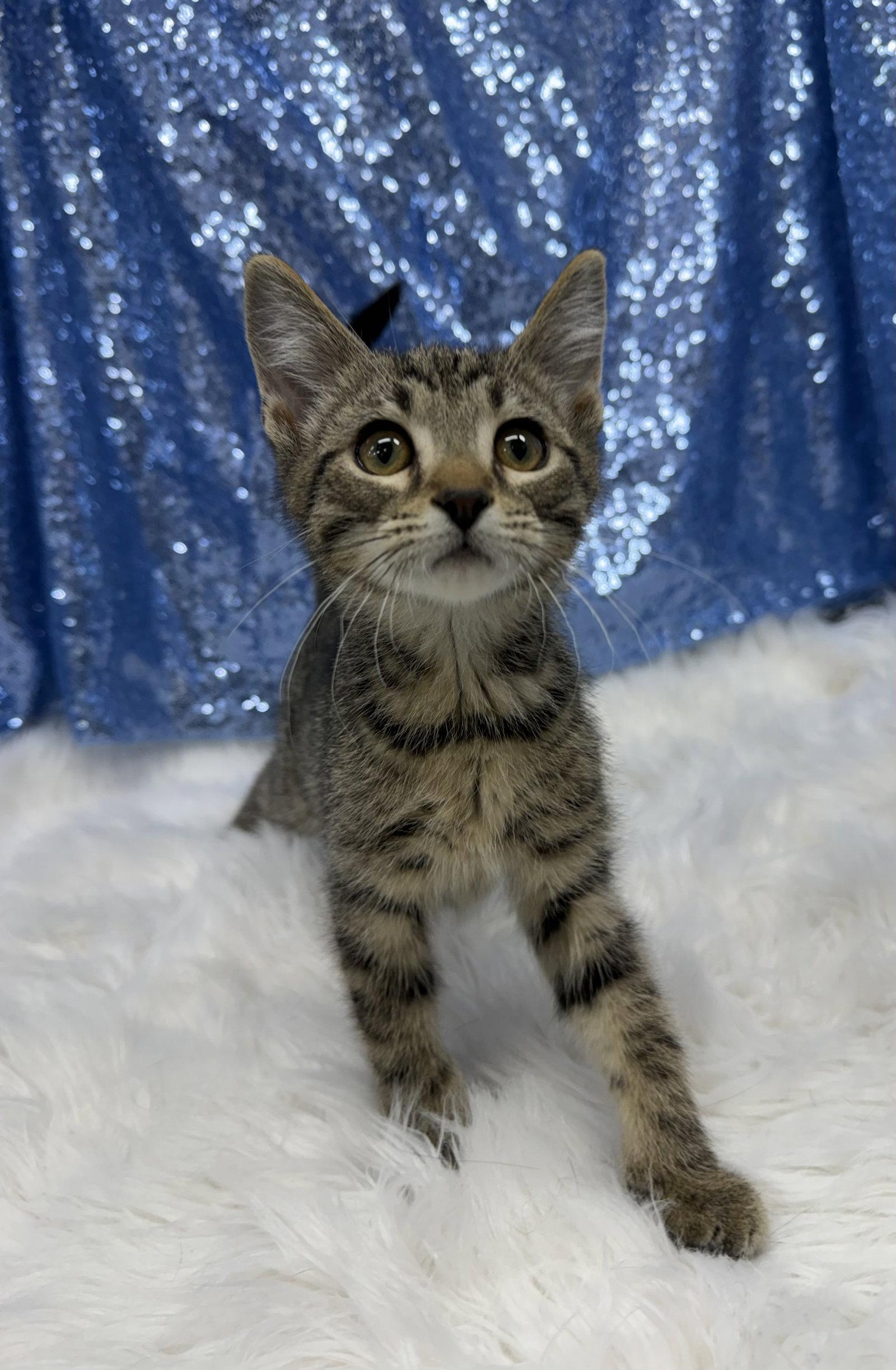 Enlarge Gus, a Adoptable Domestic Short Hair in Clarkesville, GA image 2/3