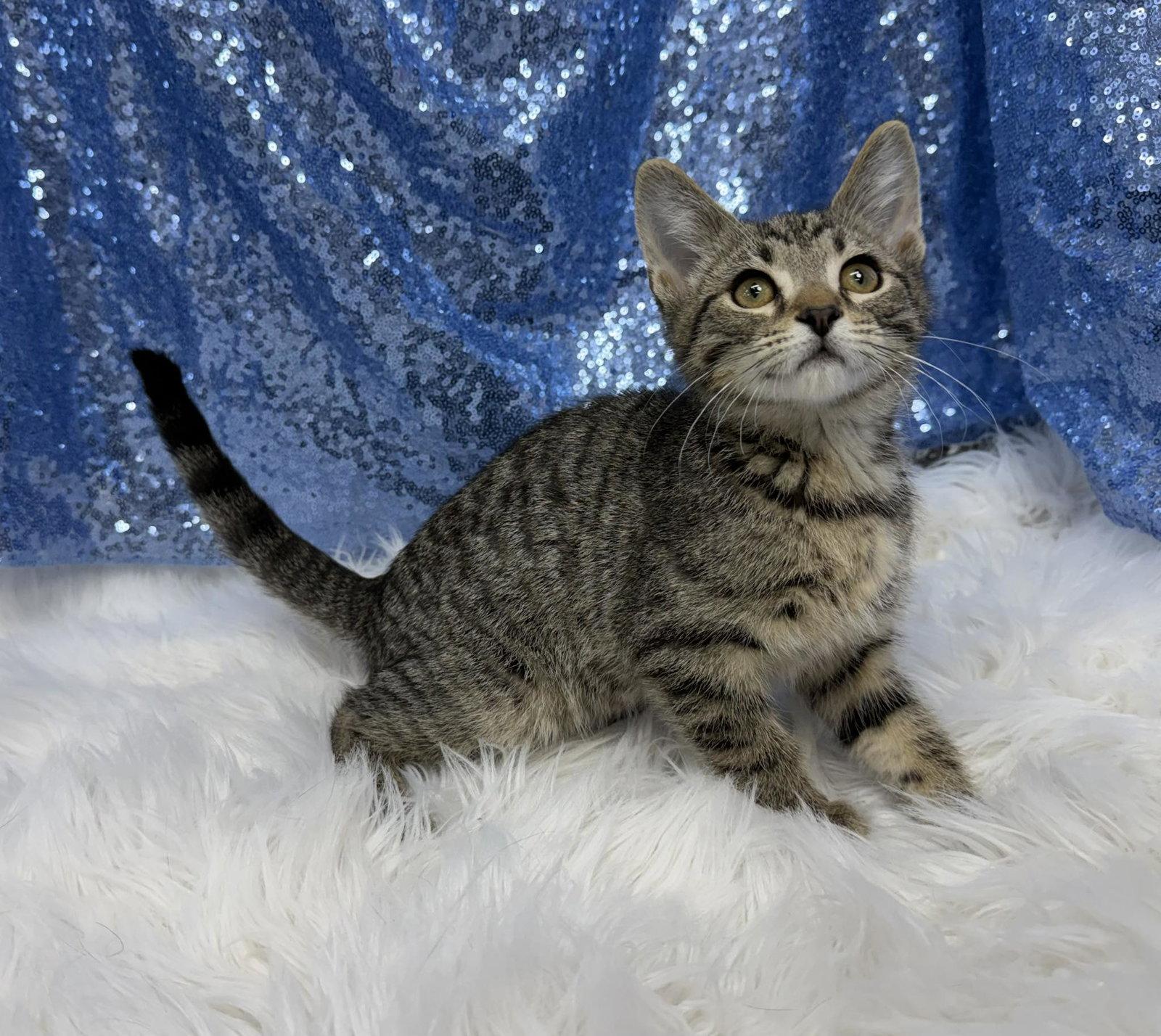 Enlarge Gus, a Adoptable Domestic Short Hair in Clarkesville, GA image 3/3