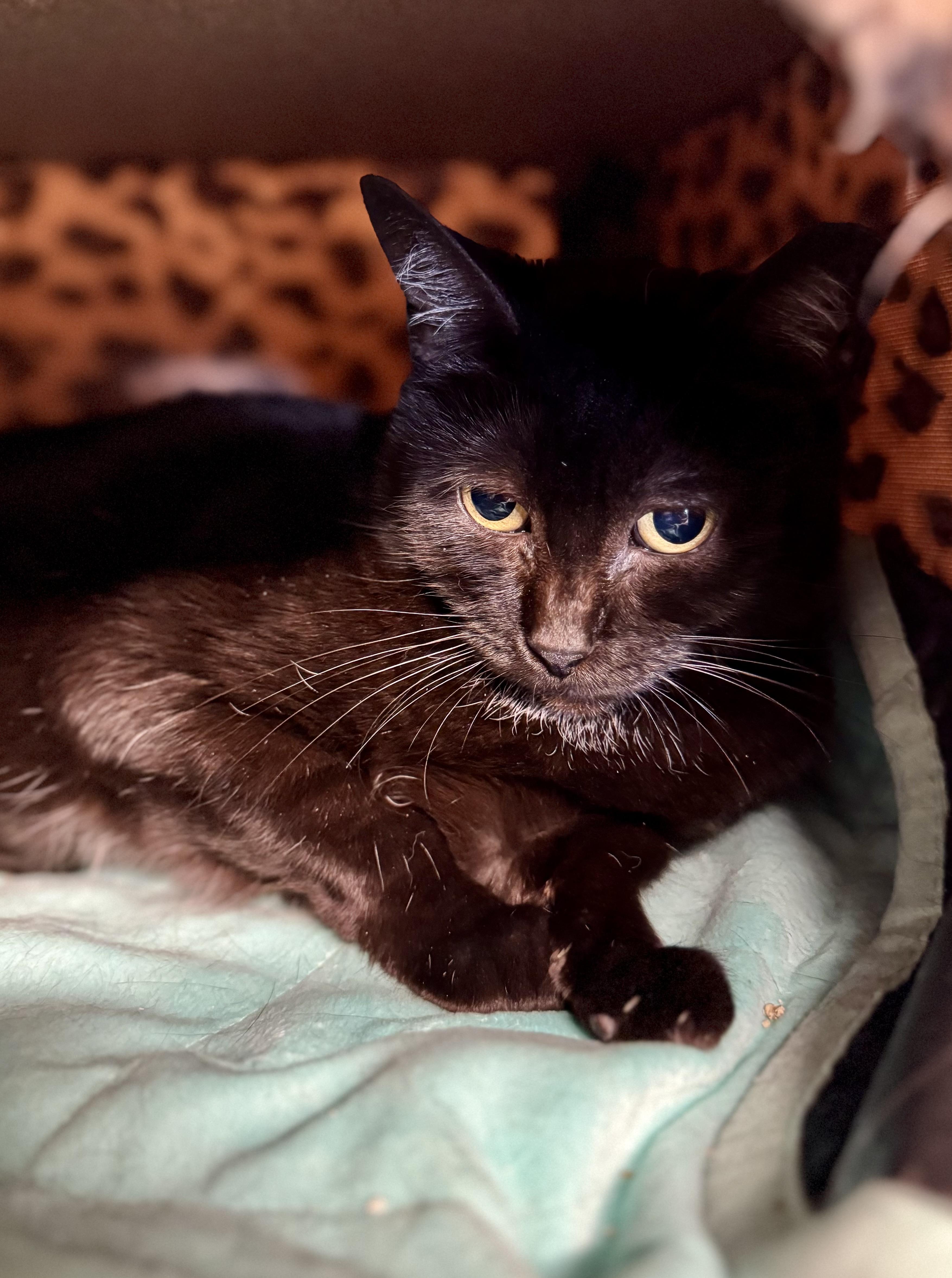 Enlarge Pearl, a Adoptable American Shorthair in Saint Augustine, FL image 1/2