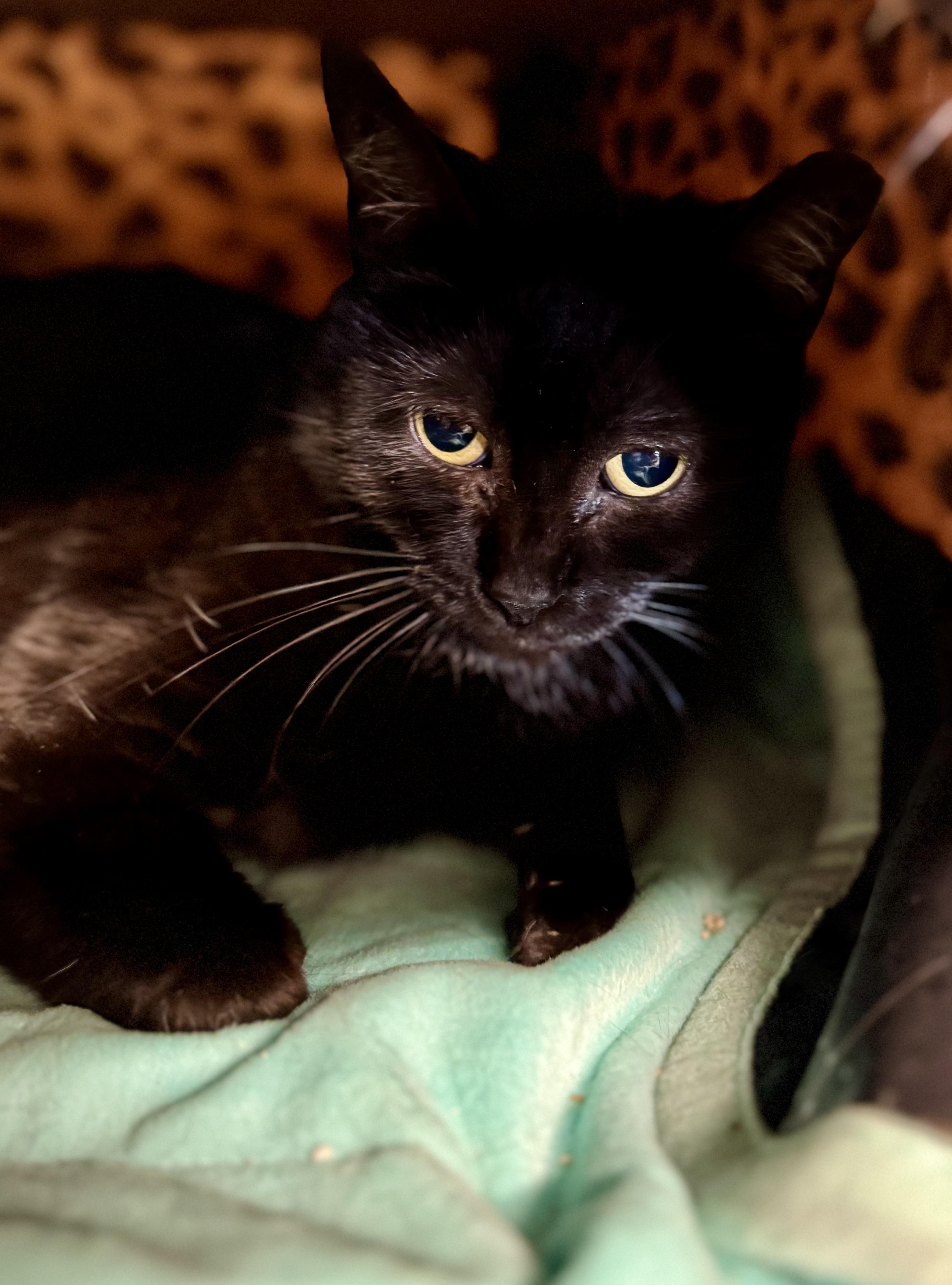 Enlarge Pearl, a Adoptable American Shorthair in Saint Augustine, FL image 2/2