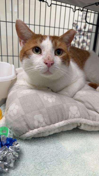 Bernie, Adoptable, Adult Male Domestic Short Hair & Domestic Short Hair.