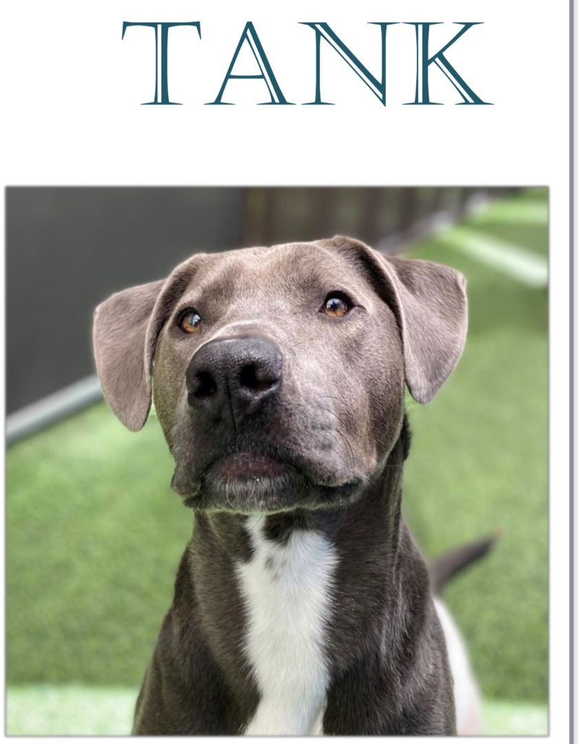 Enlarge Tank, a Adopted Pit Bull Terrier in Houston, TX image 1/4