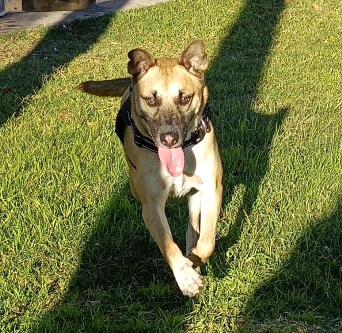 Frida (11), Adult Female German Shepherd Dog