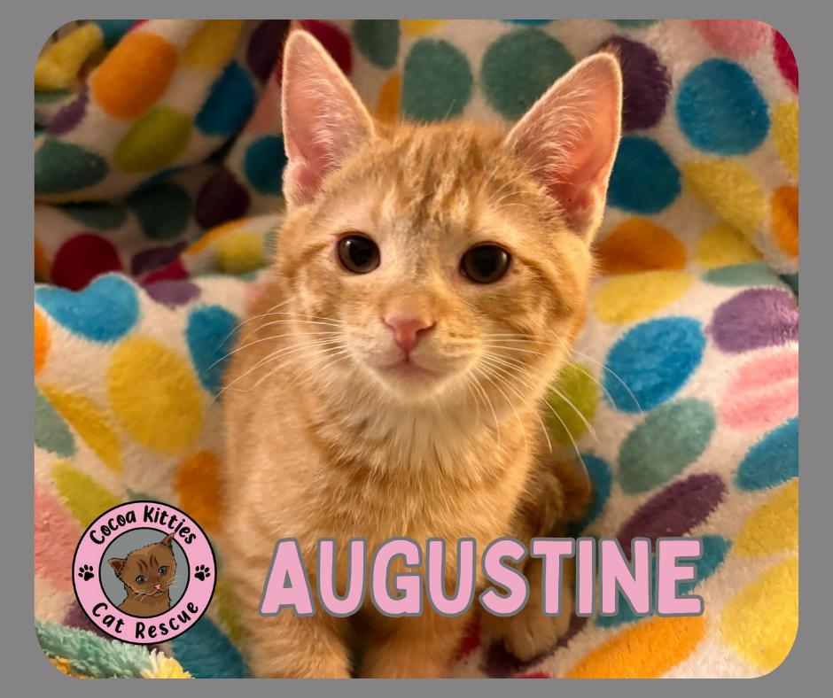 Augustine, Adopted, Young Male Domestic Short Hair.