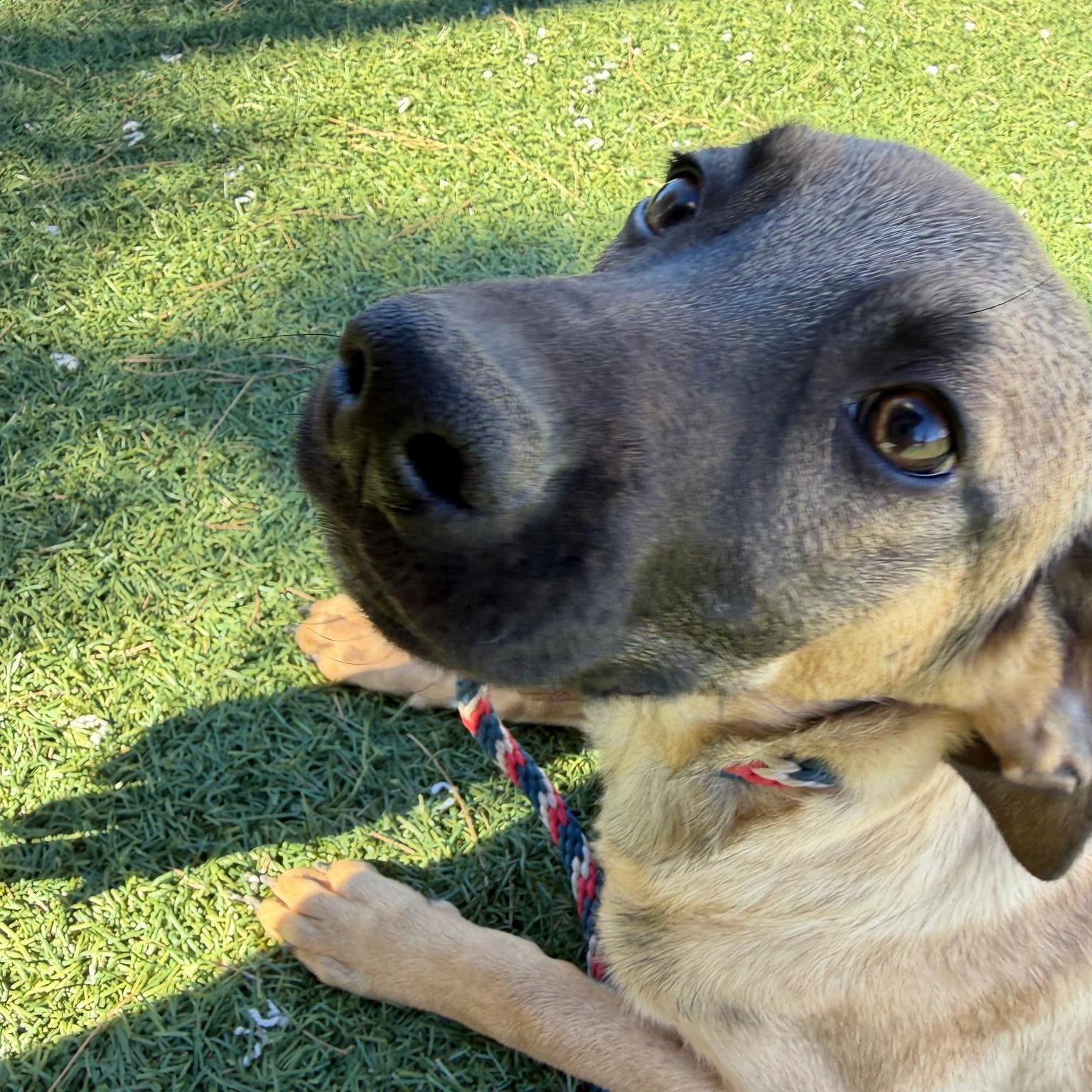 Dexter, Adoptable, Puppy Male Terrier & German Shepherd Dog.