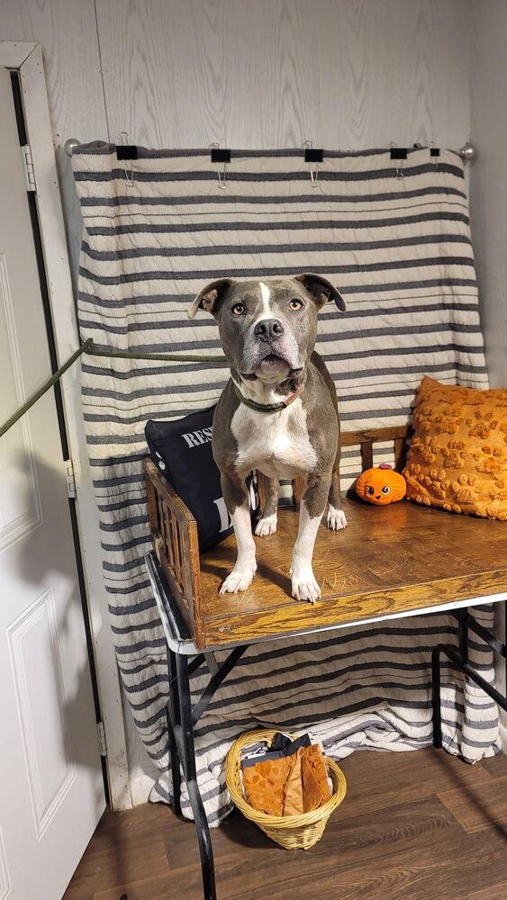Enlarge KERMIT, a Adoptable mixed breed in Opelousas, LA image 1/1