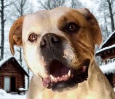 Coconut, Adoptable, Adult Female American Bulldog.