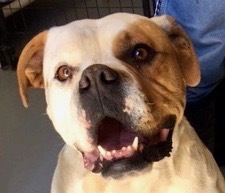 Coconut, an adoptable American Bulldog in San Luis, CO, 81152 | Photo Image 1