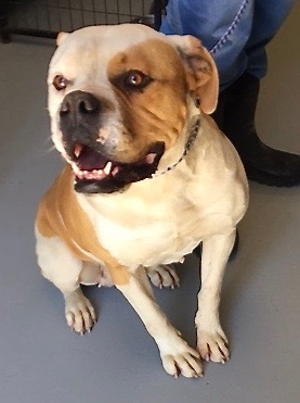 Enlarge Coconut, a Adoptable American Bulldog in San Luis, CO image 2/4