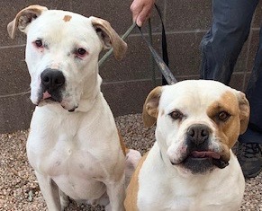 Enlarge Coconut, a Adoptable American Bulldog in San Luis, CO image 3/4