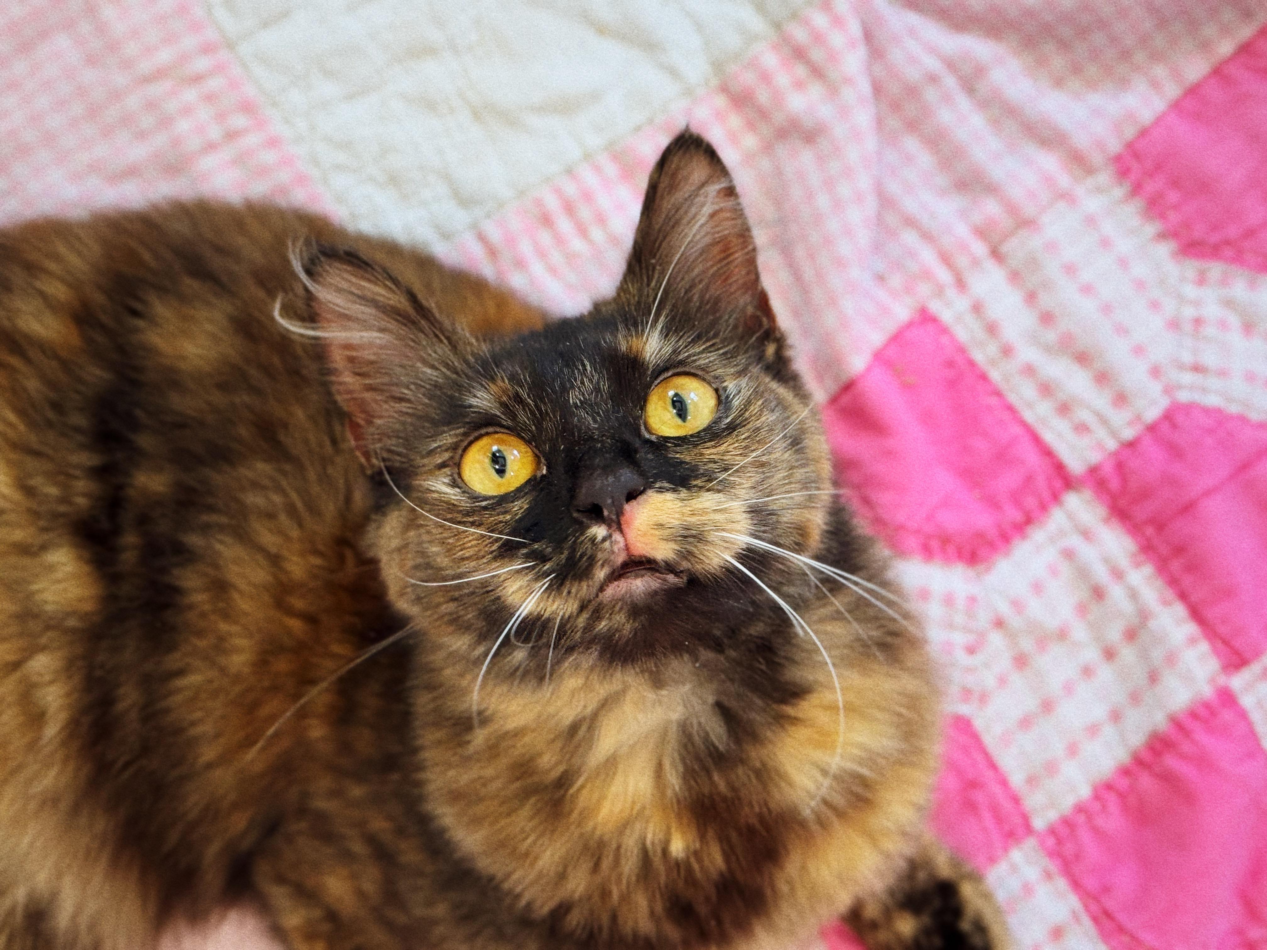 Cassie, an adoptable Domestic Long Hair in Roberts Creek, BC, V0N 2W6 | Photo Image 1