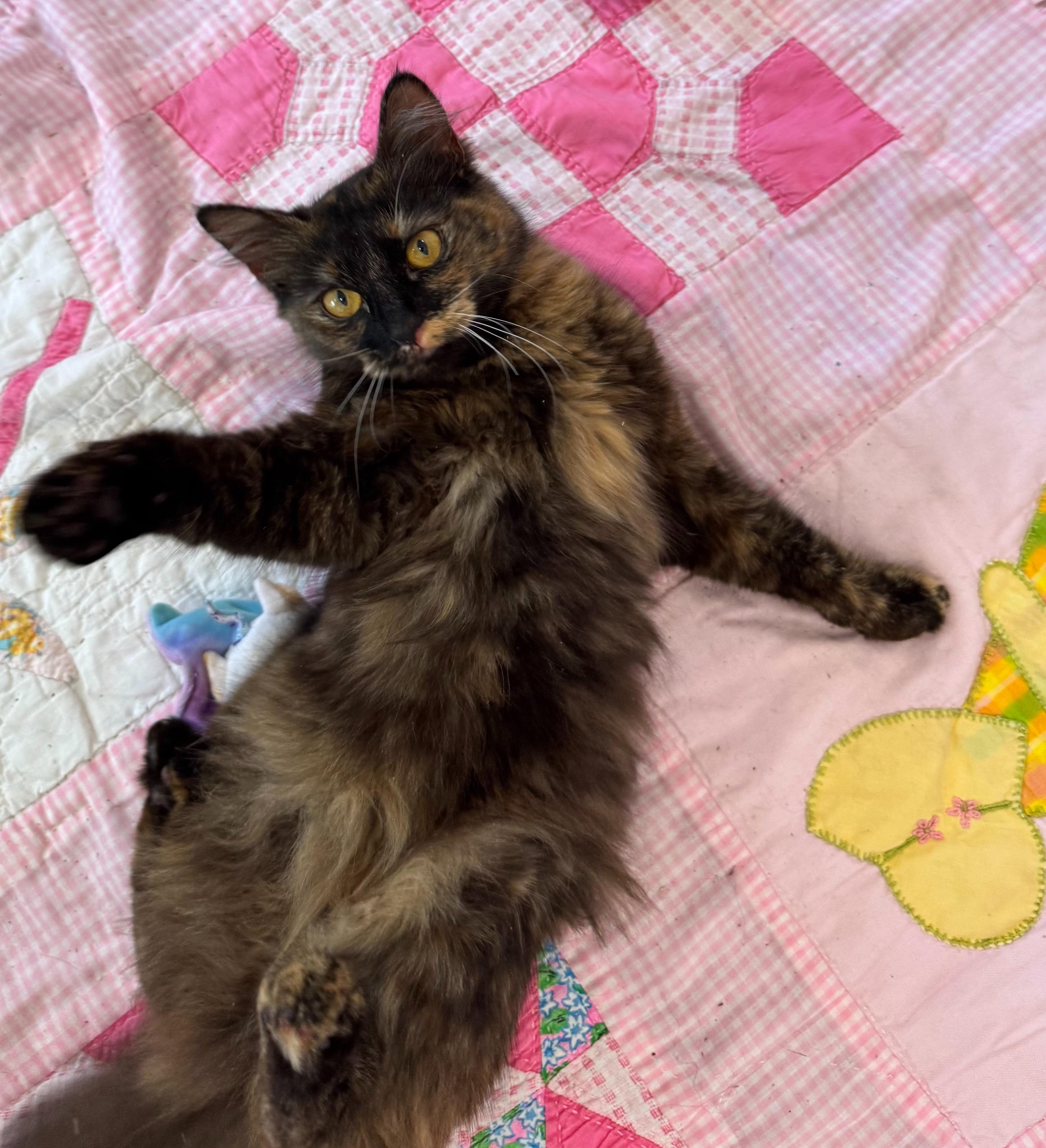 Cassie, an adoptable Domestic Long Hair in Roberts Creek, BC, V0N 2W6 | Photo Image 2