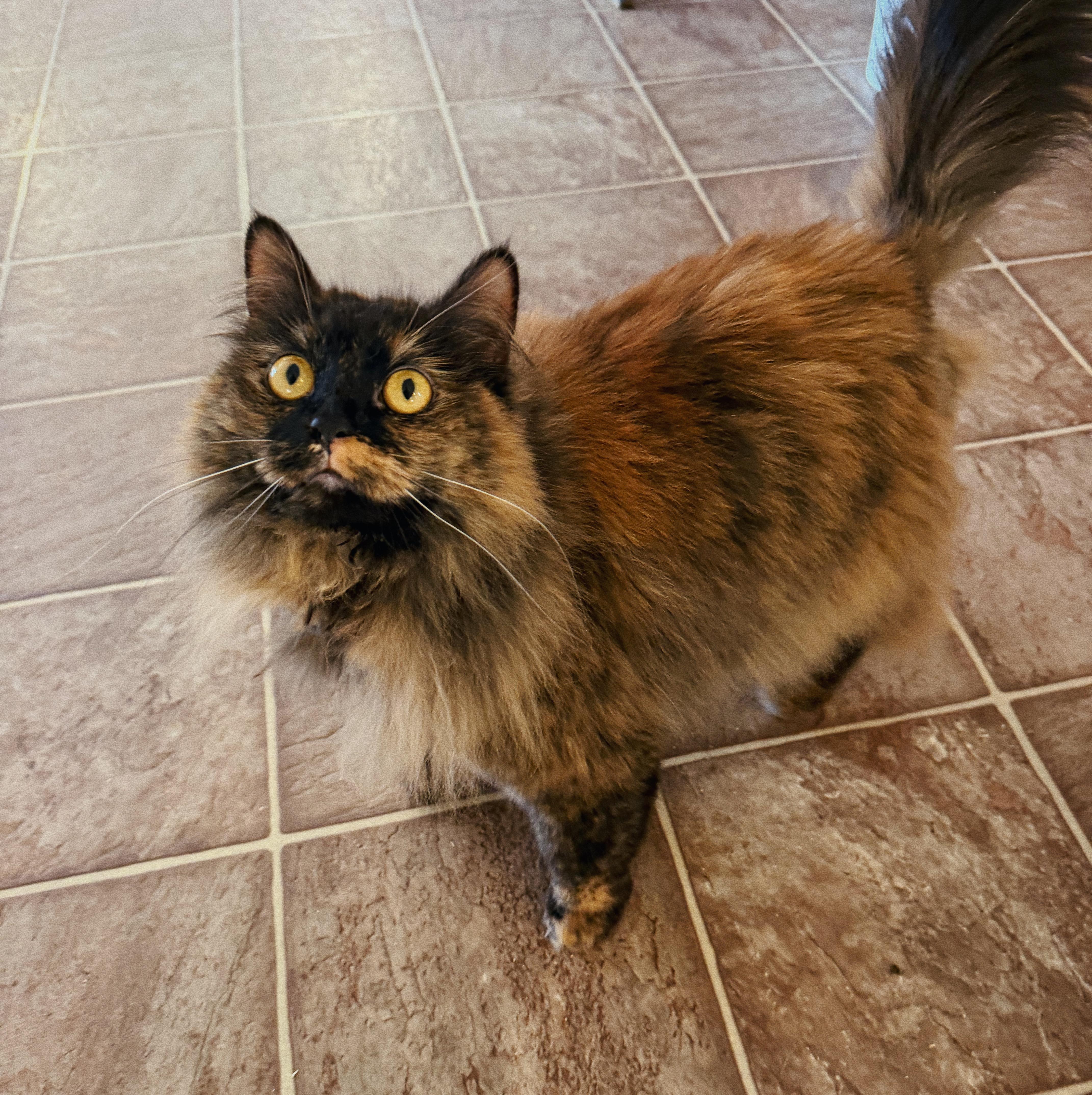 Cassie, Adoptable, Young Female Domestic Long Hair & Tortoiseshell.