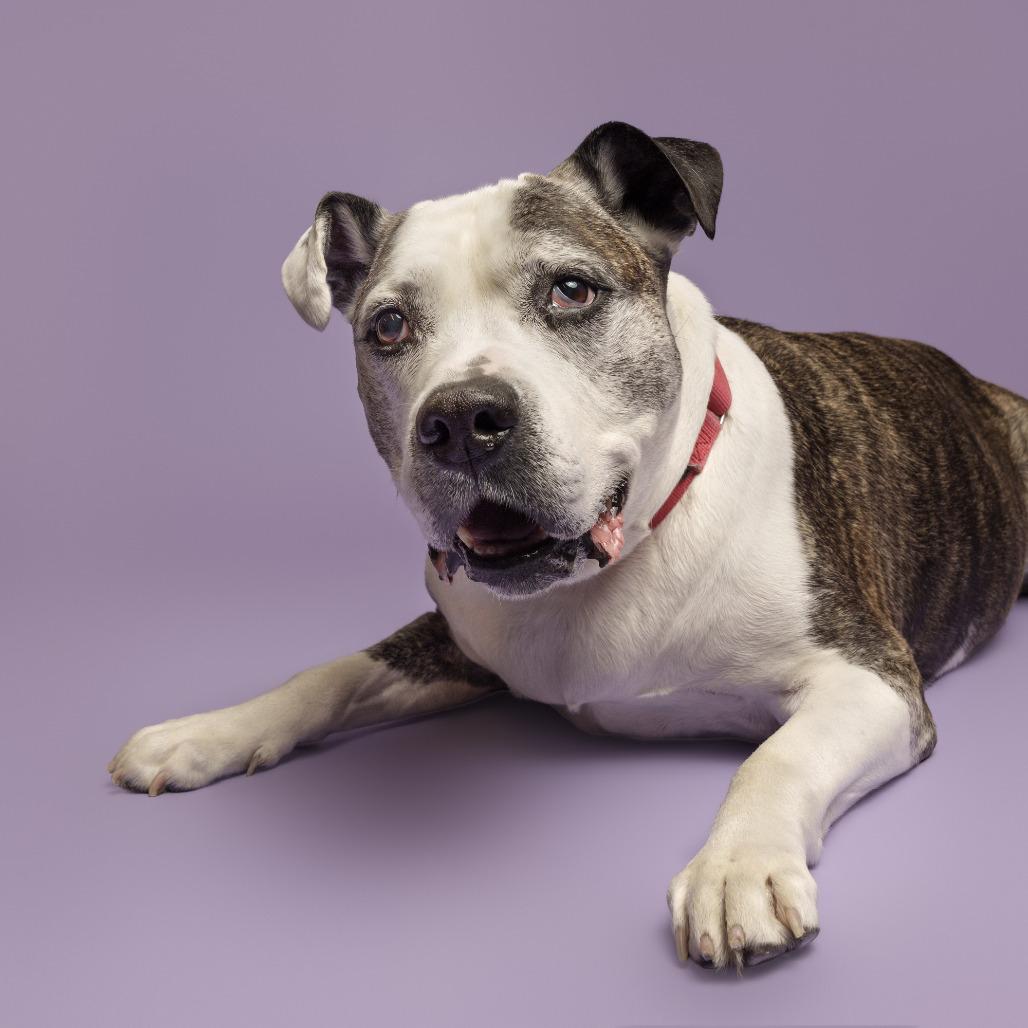 Chopper, a Adoptable Mixed Breed in Pittsburgh, PA image 1/6