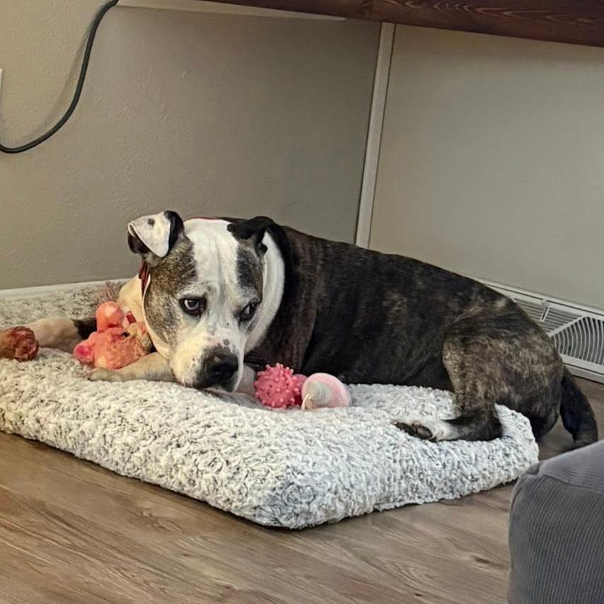 Chopper, Adoptable, Senior Male Mixed Breed.