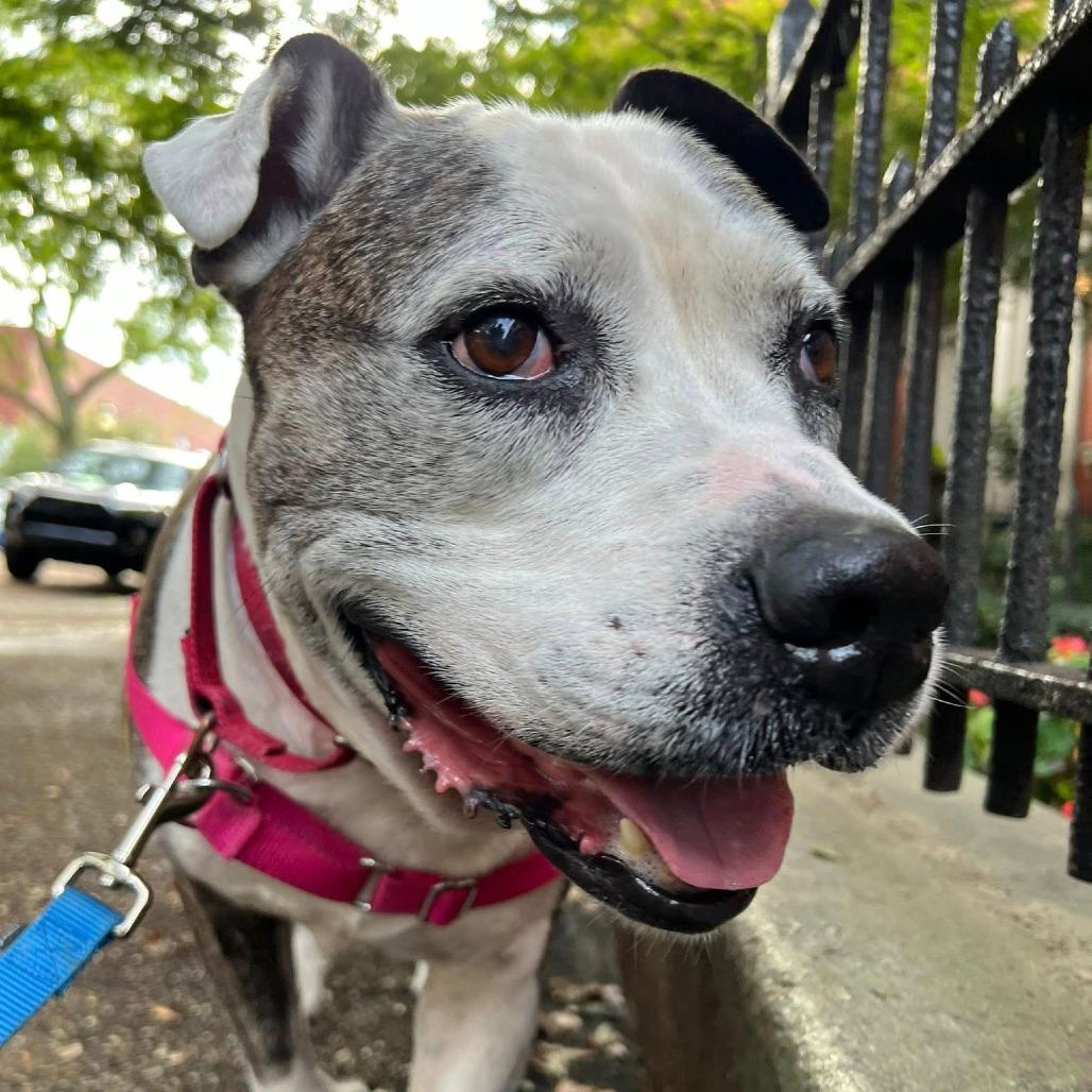 Chopper, a Adoptable Mixed Breed in Pittsburgh, PA image 2/6