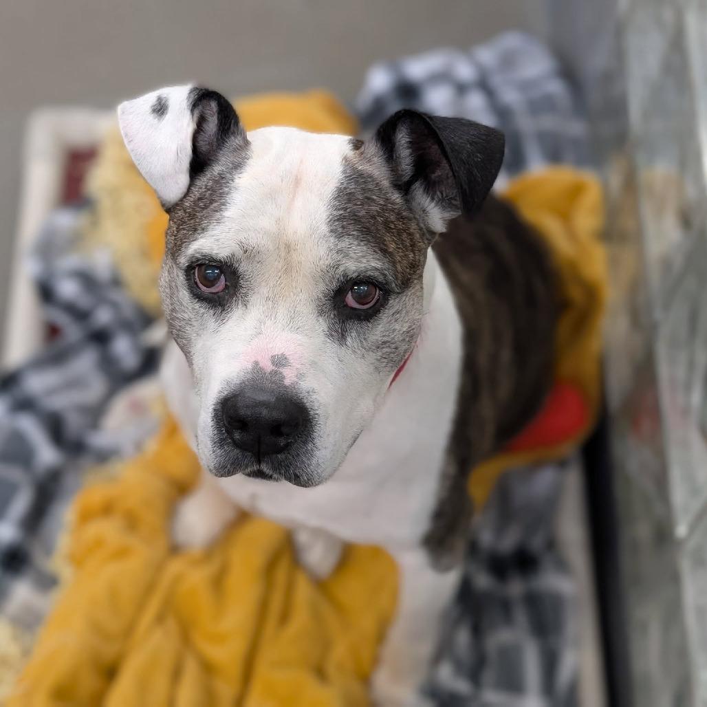 Chopper, a Adoptable Mixed Breed in Pittsburgh, PA image 3/6