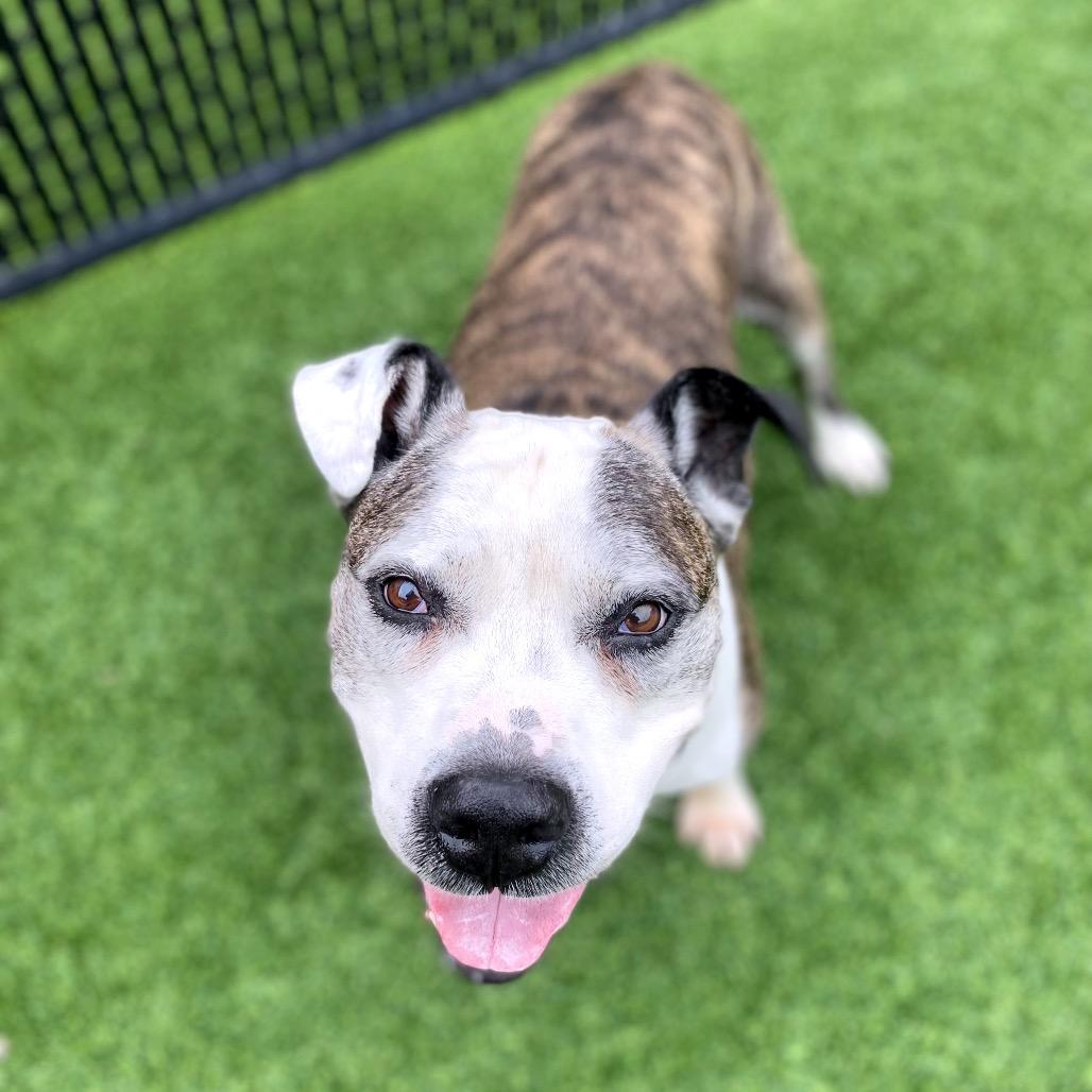 Chopper, a Adoptable Mixed Breed in Pittsburgh, PA image 4/6