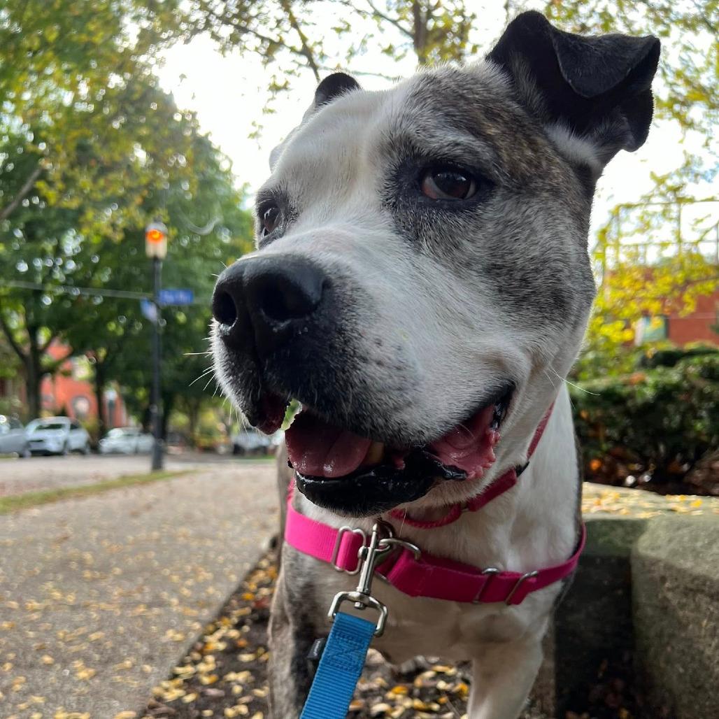 Chopper, a Adoptable Mixed Breed in Pittsburgh, PA image 5/6