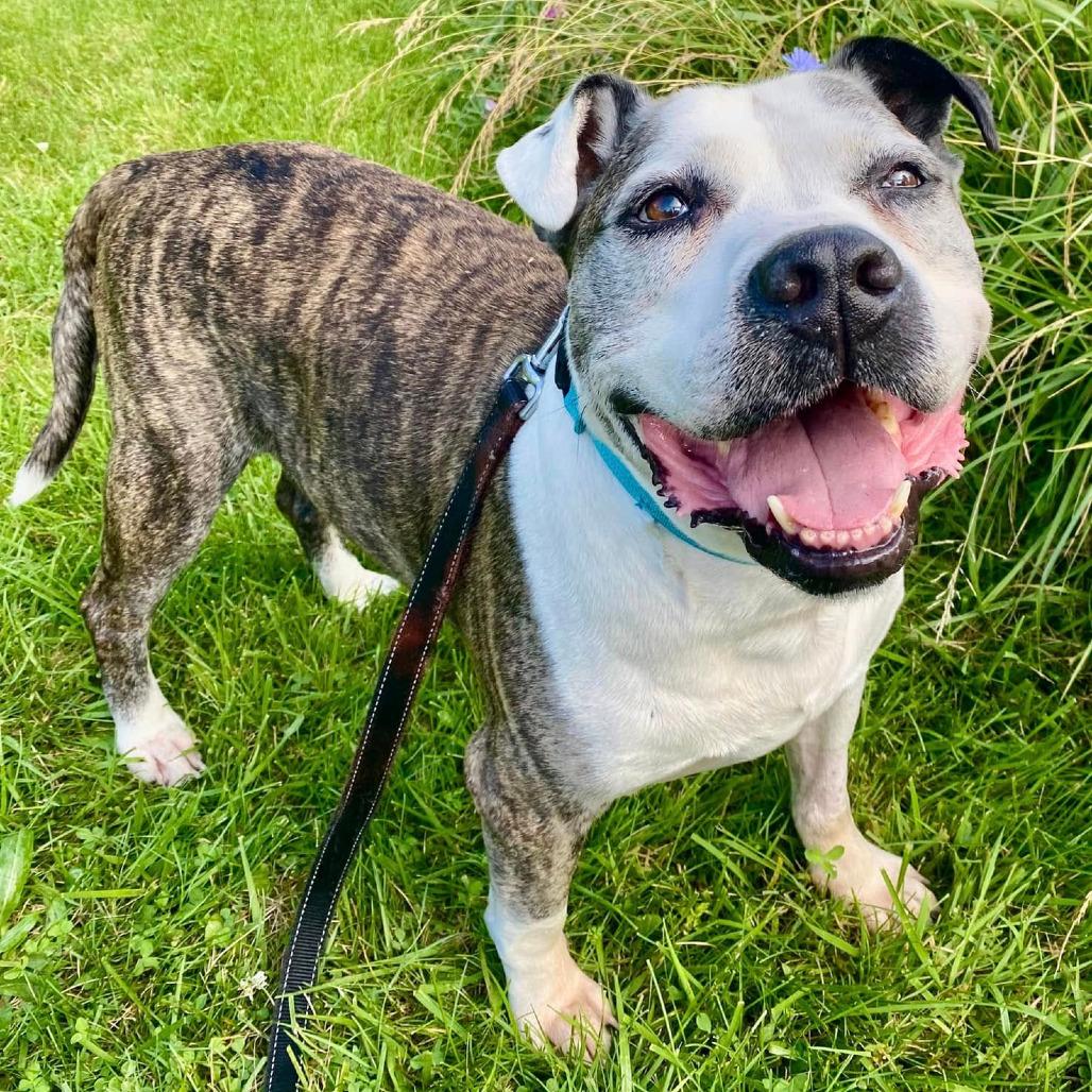 Chopper, a Adoptable Mixed Breed in Pittsburgh, PA image 6/6