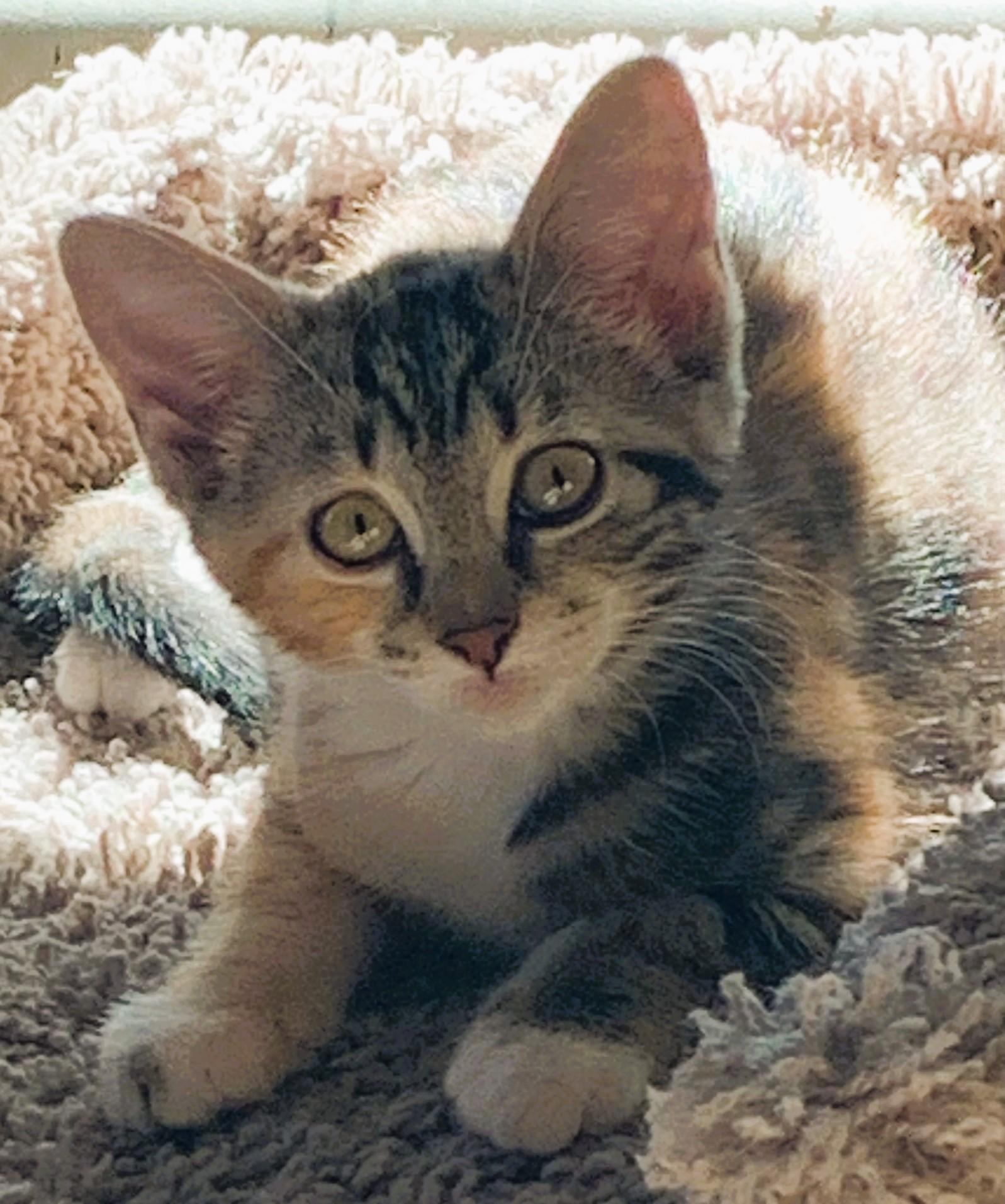 Paisley