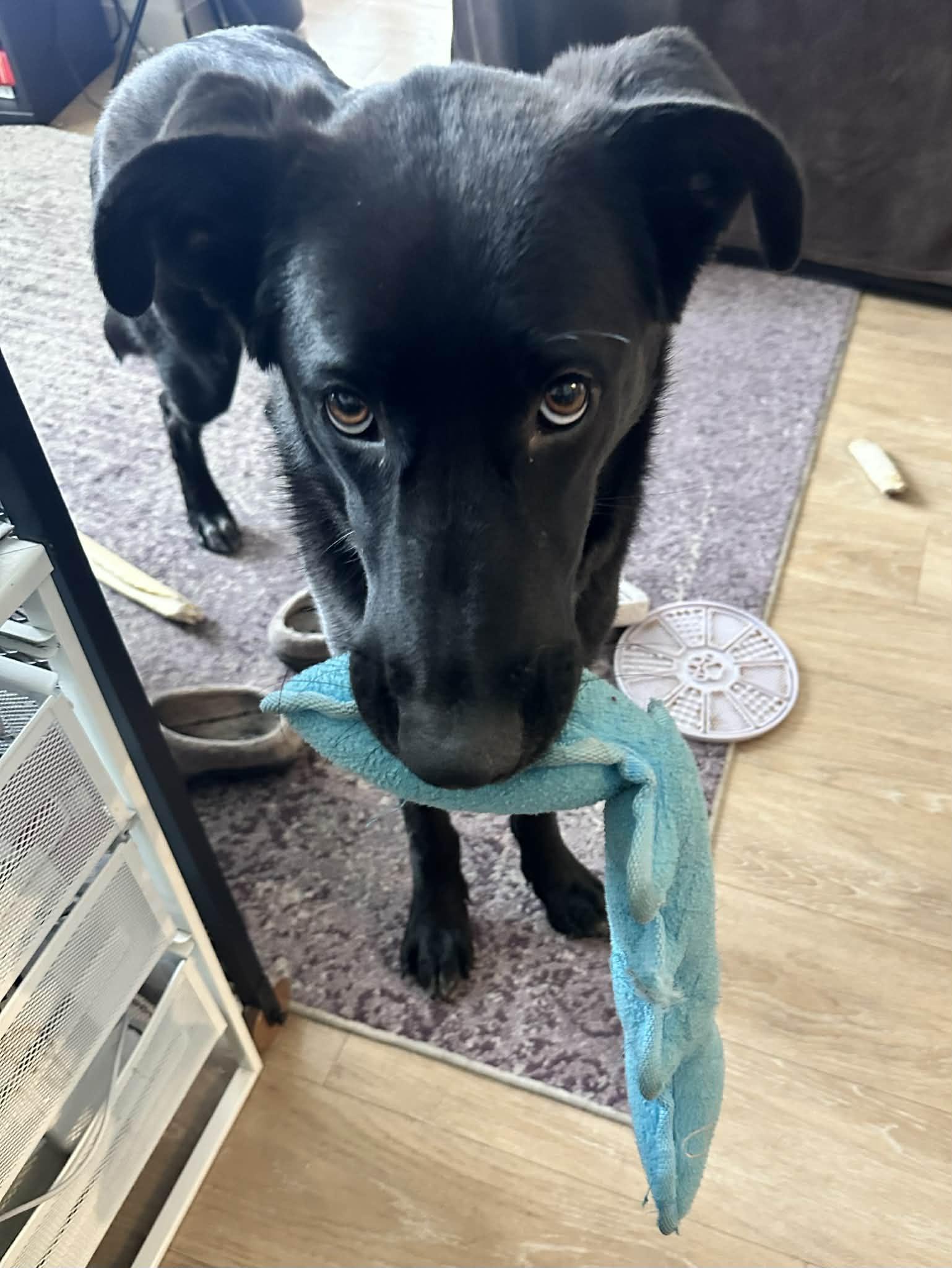 Enlarge Mary Winchester, a ADOPTABLE mixed breed in Houston, TX image 3/4