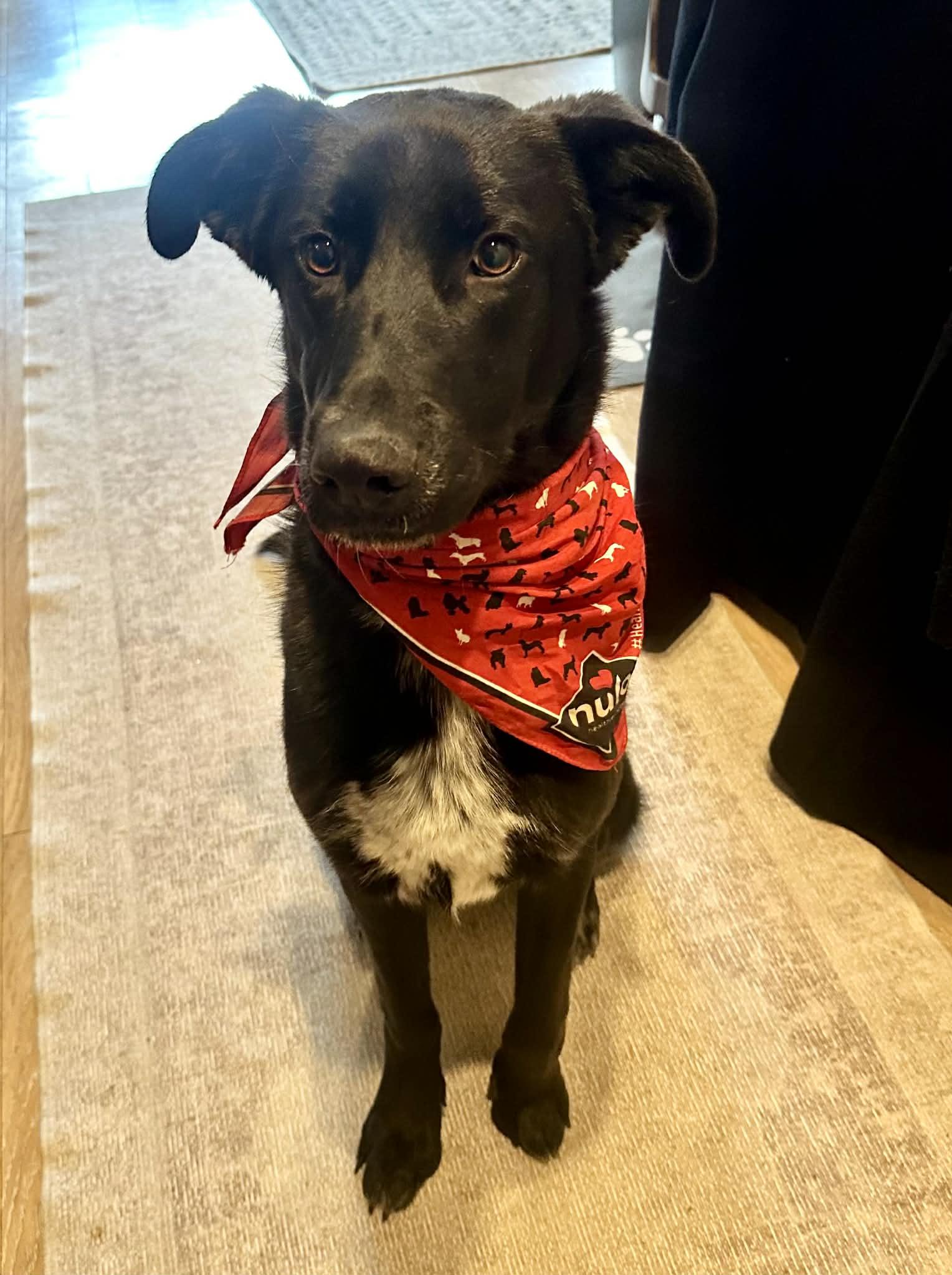 Mary Winchester, ADOPTABLE, Young Female Labrador Retriever.