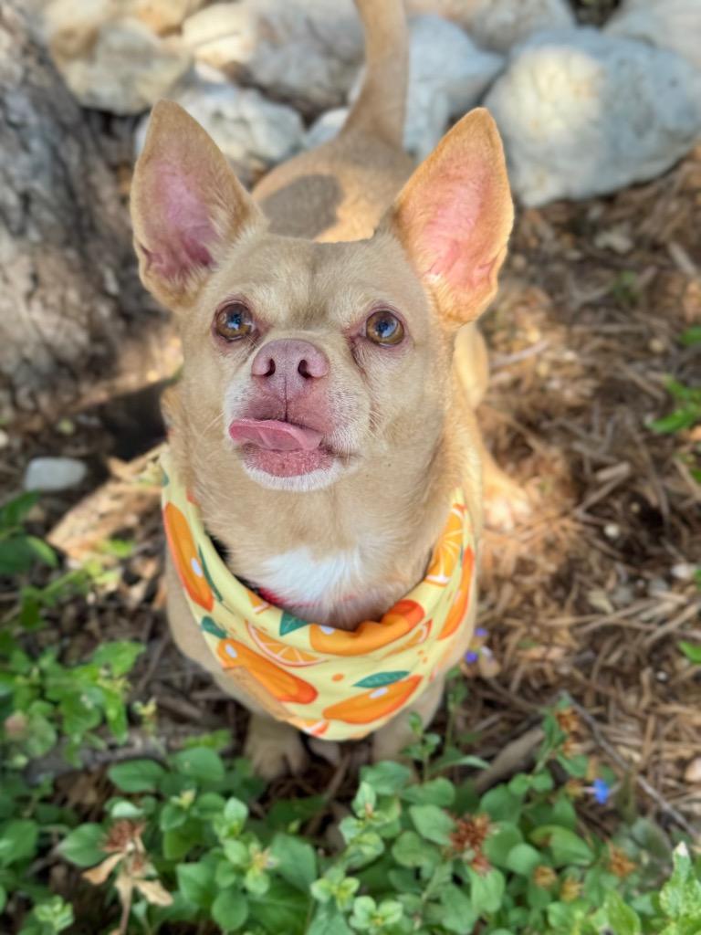 Enlarge Pablo, a Adoptable Chihuahua in Canyon Lake, TX image 1/5