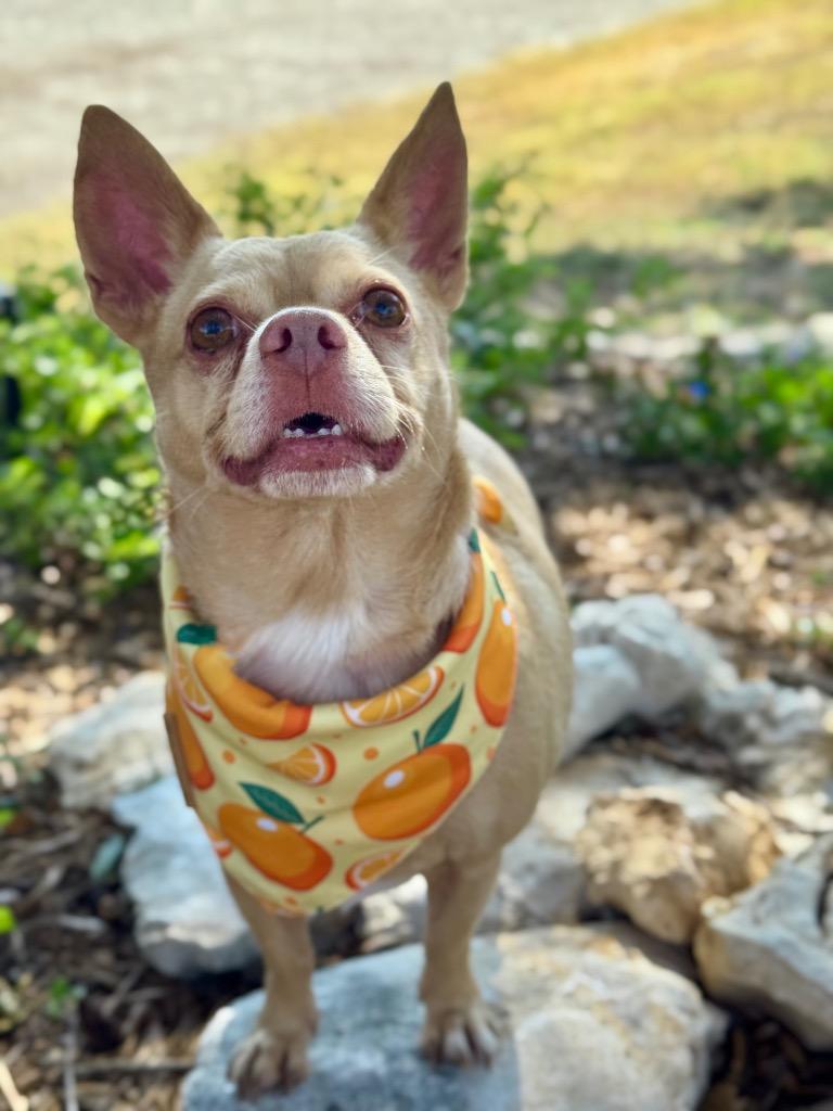 Enlarge Pablo, a Adoptable Chihuahua in Canyon Lake, TX image 2/5