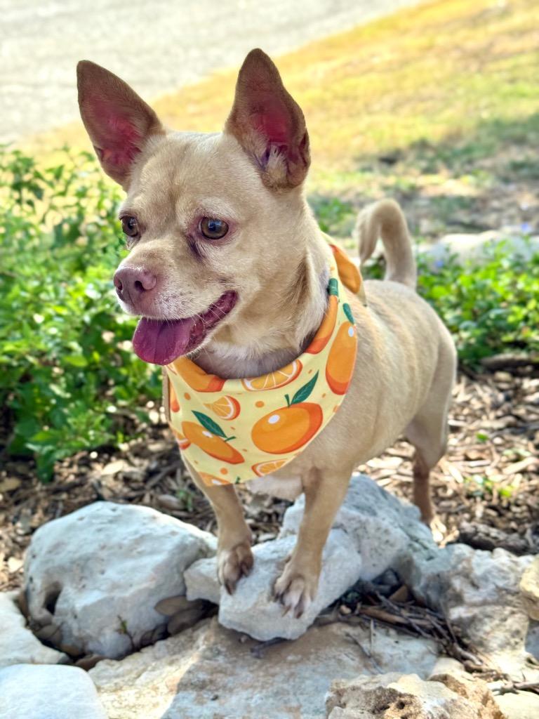 Enlarge Pablo, a Adoptable Chihuahua in Canyon Lake, TX image 3/5