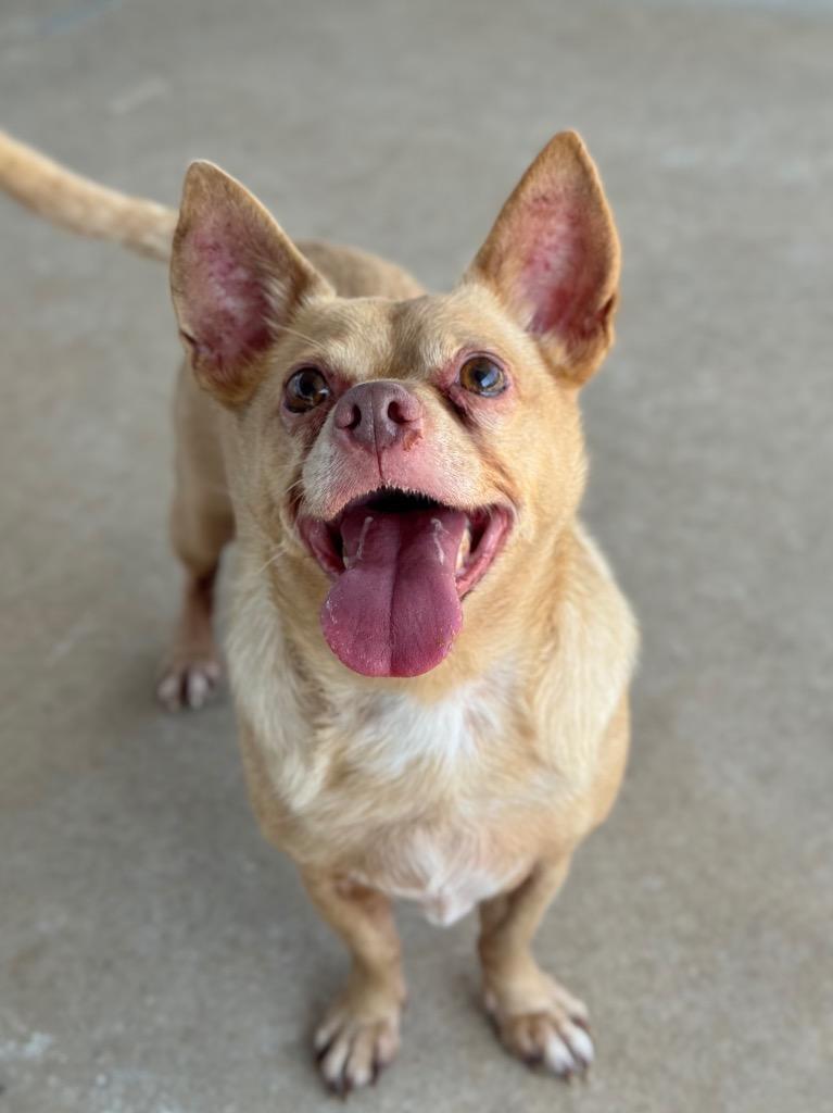 Enlarge Pablo, a Adoptable Chihuahua in Canyon Lake, TX image 4/5