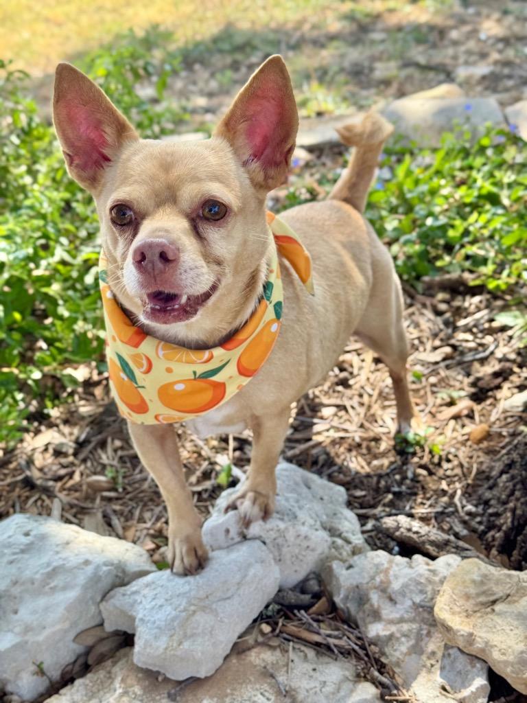 Enlarge Pablo, a Adoptable Chihuahua in Canyon Lake, TX image 5/5