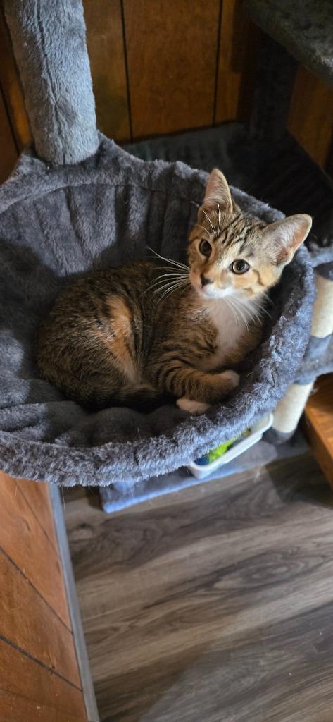Enlarge Paddles, a Adoptable Calico in Crossville, TN image 1/5
