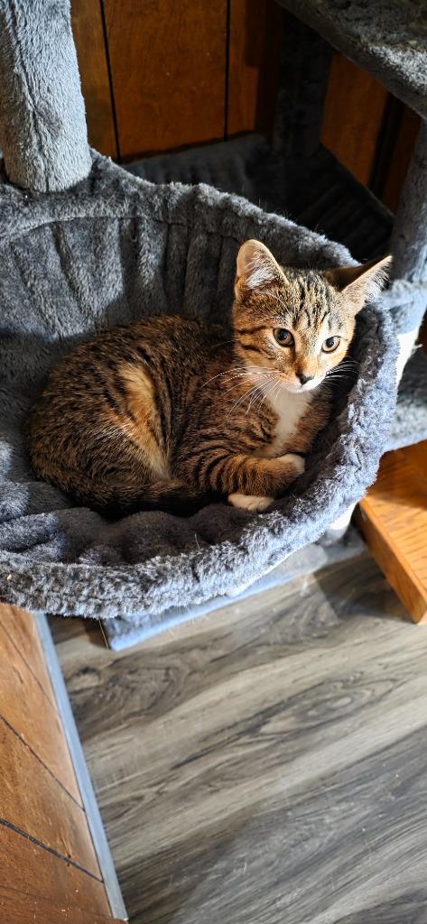 Enlarge Paddles, a Adoptable Calico in Crossville, TN image 2/5
