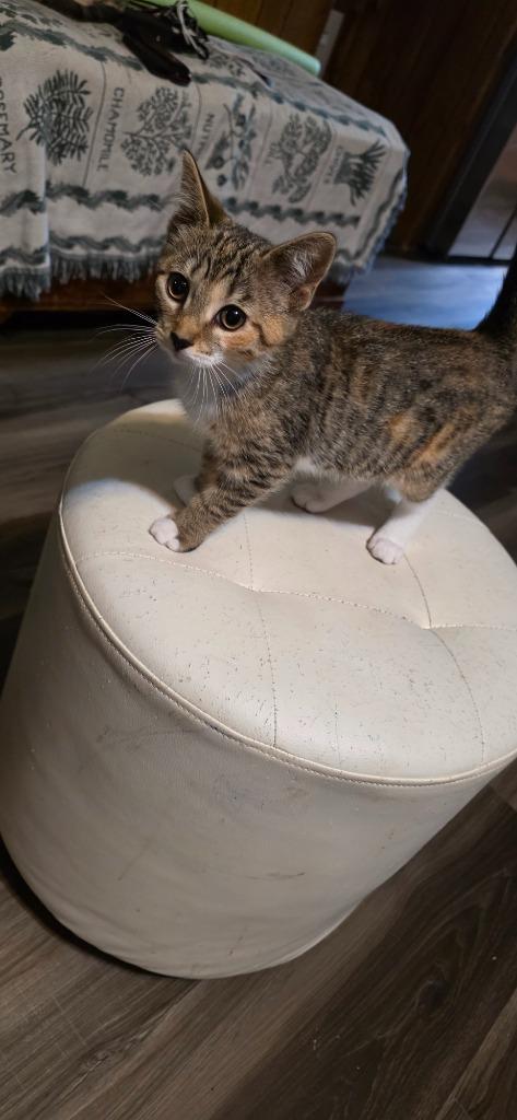 Enlarge Paddles, a Adoptable Calico in Crossville, TN image 3/5