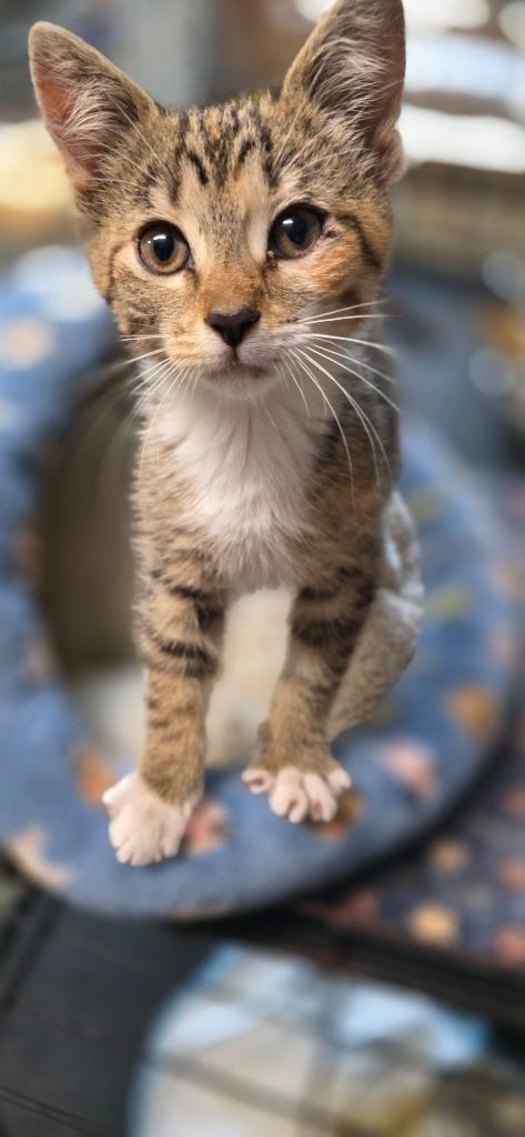 Enlarge Paddles, a Adoptable Calico in Crossville, TN image 5/5
