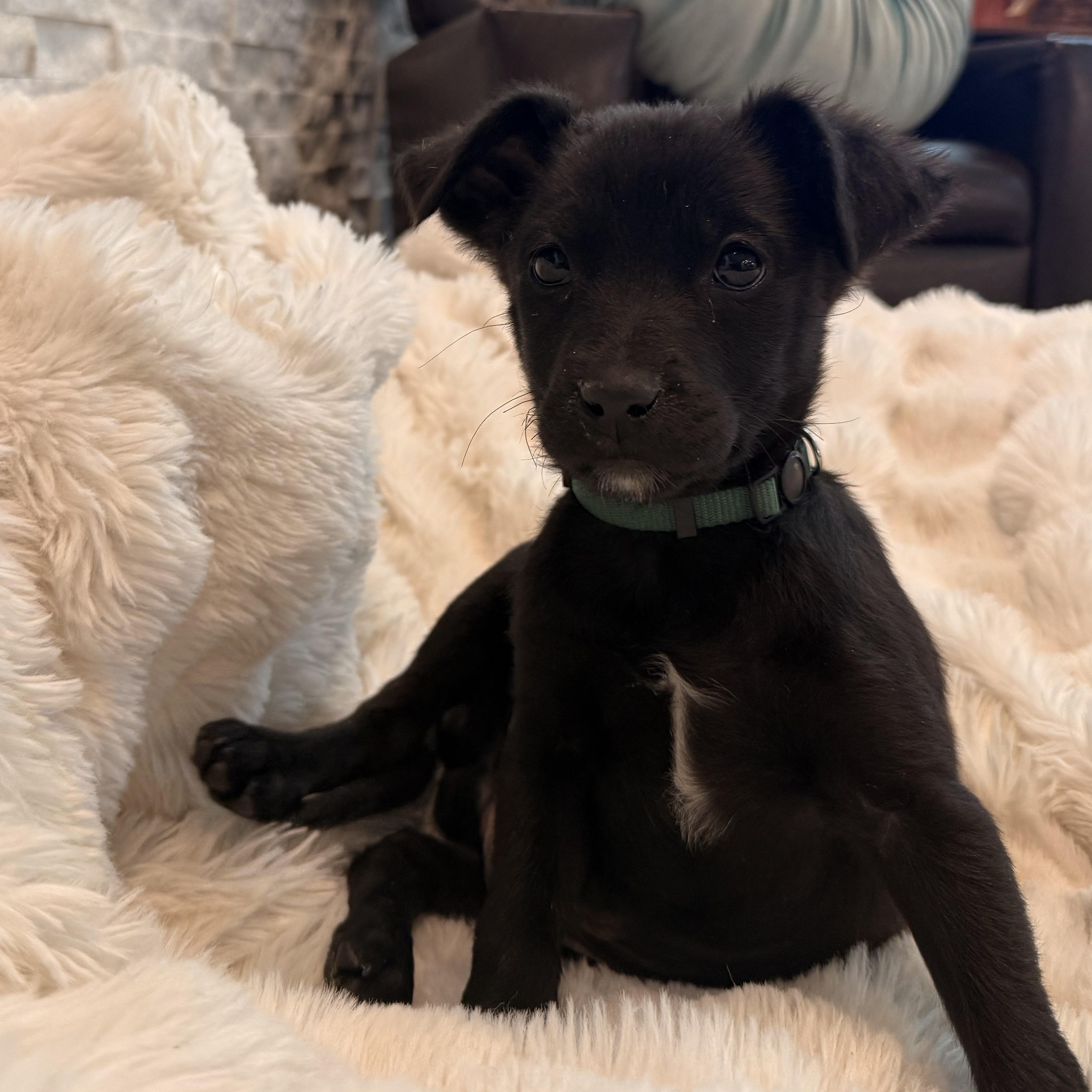 Enlarge Teton, a Adoptable mixed breed in Henderson, NV image 2/2